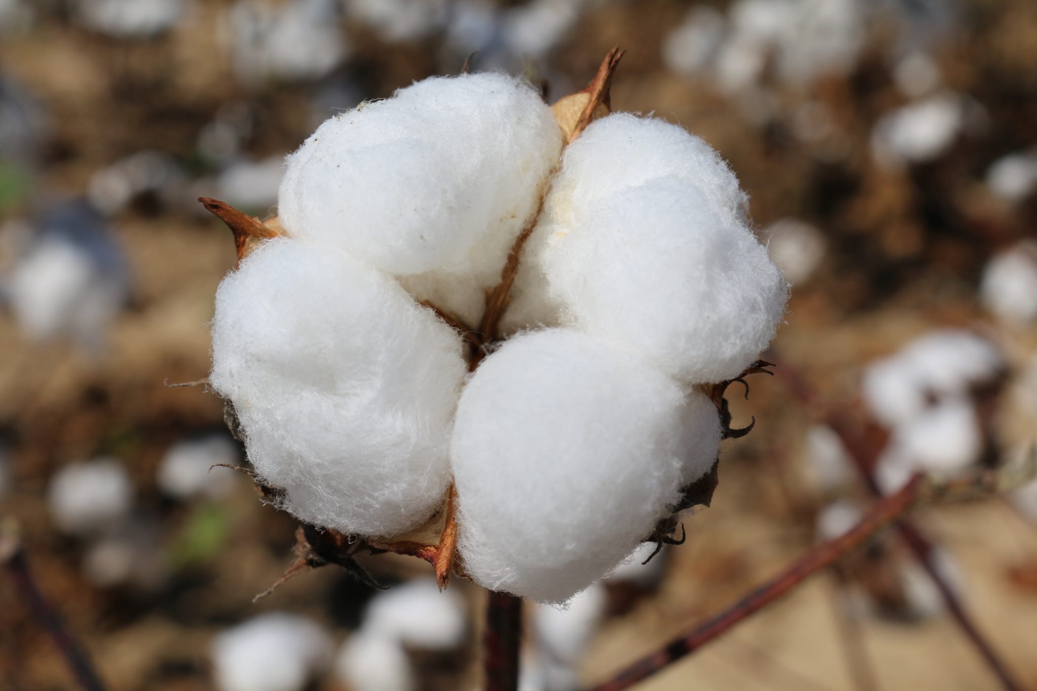 Alabama Cotton SHorts Newsletter