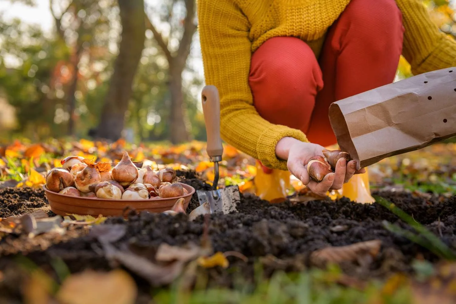2026 Henry County Fall Gardening Lunch &amp; Learn: Fall Color for Your Landscape