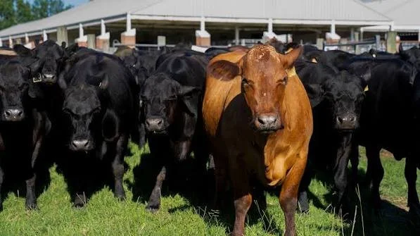 Managing for Profit: Feed for Profit Nutrition