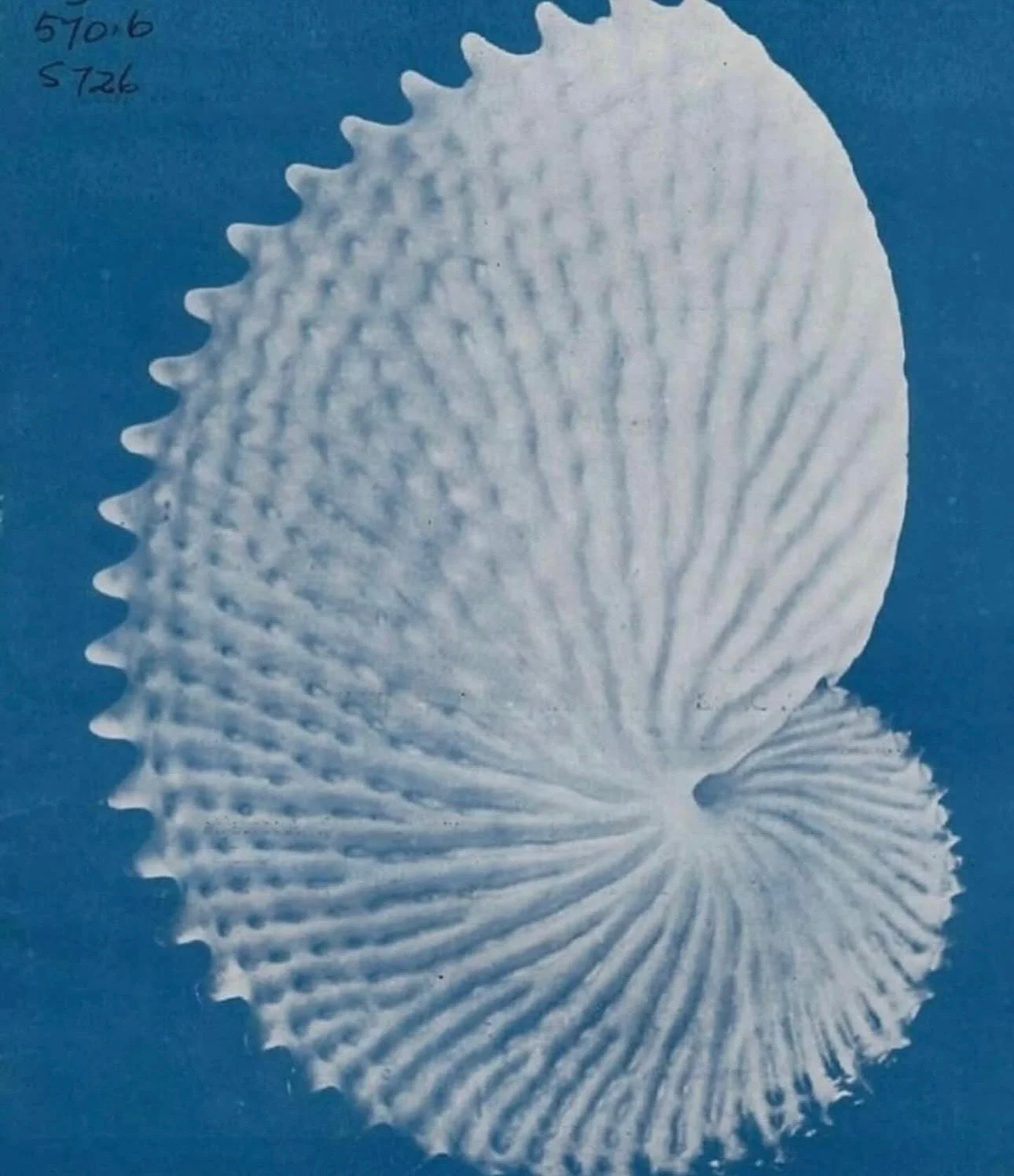 Into the Blue: A Weekly Writing Circle