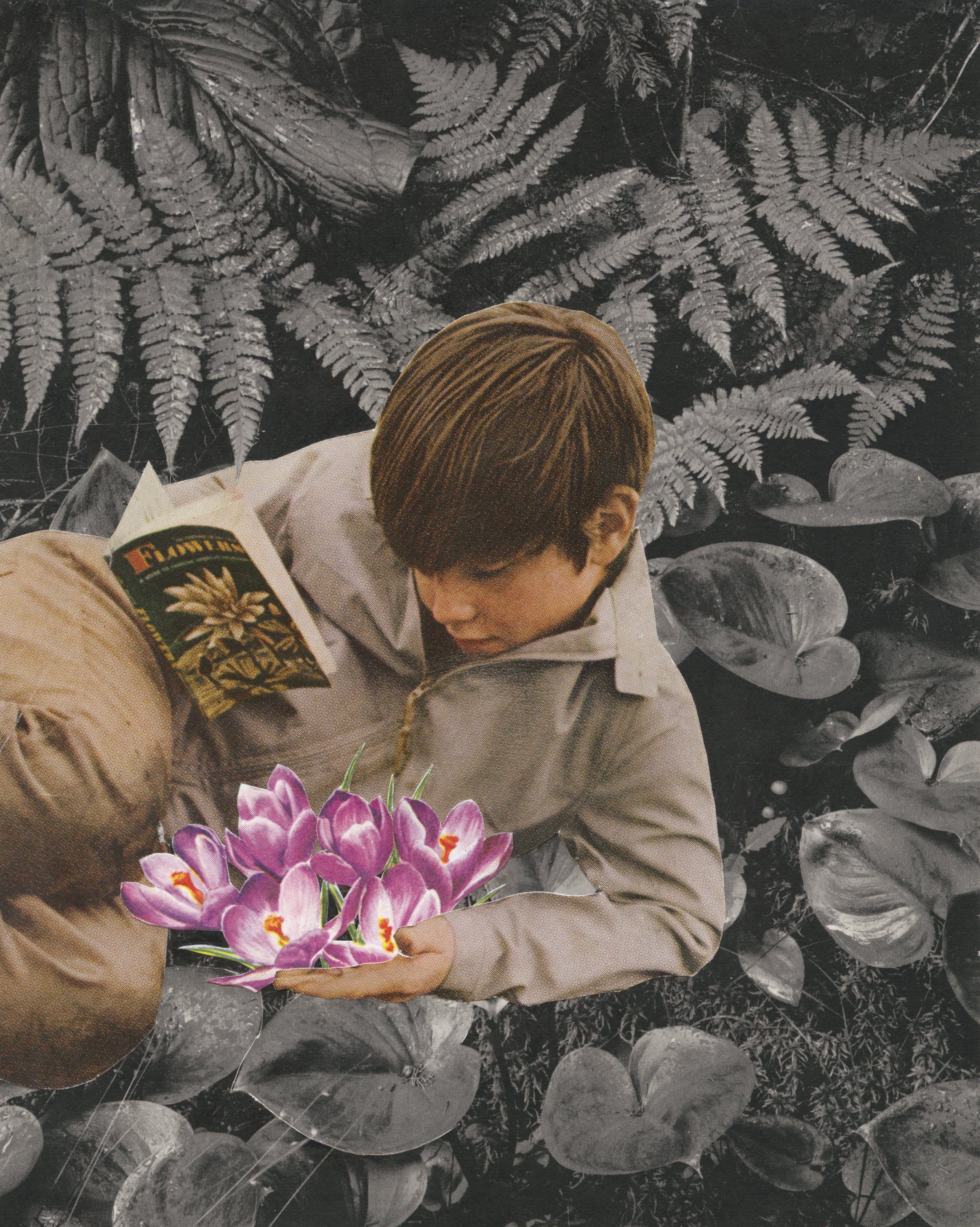 The Young Naturalist