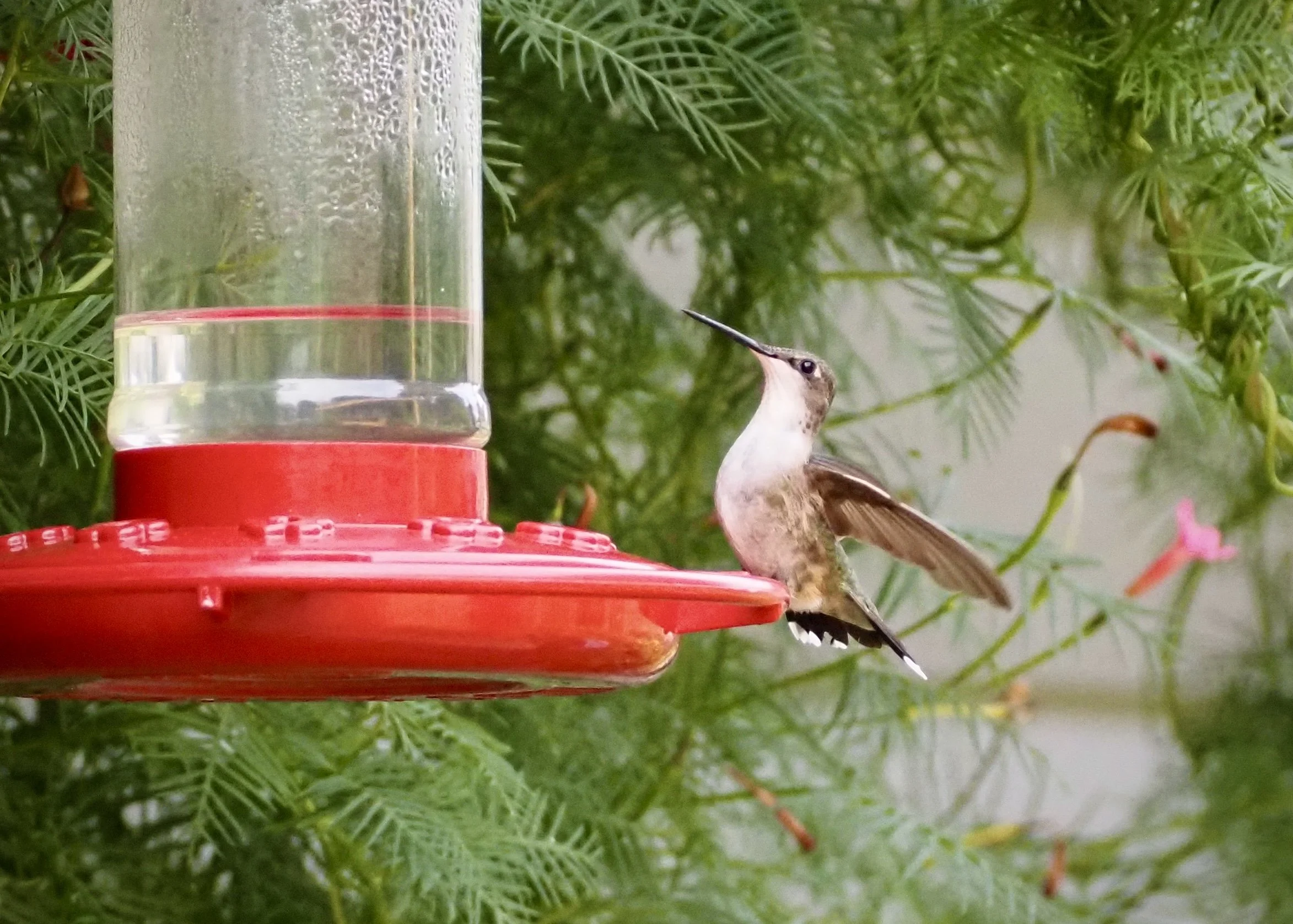 The Dark Side of Ambition