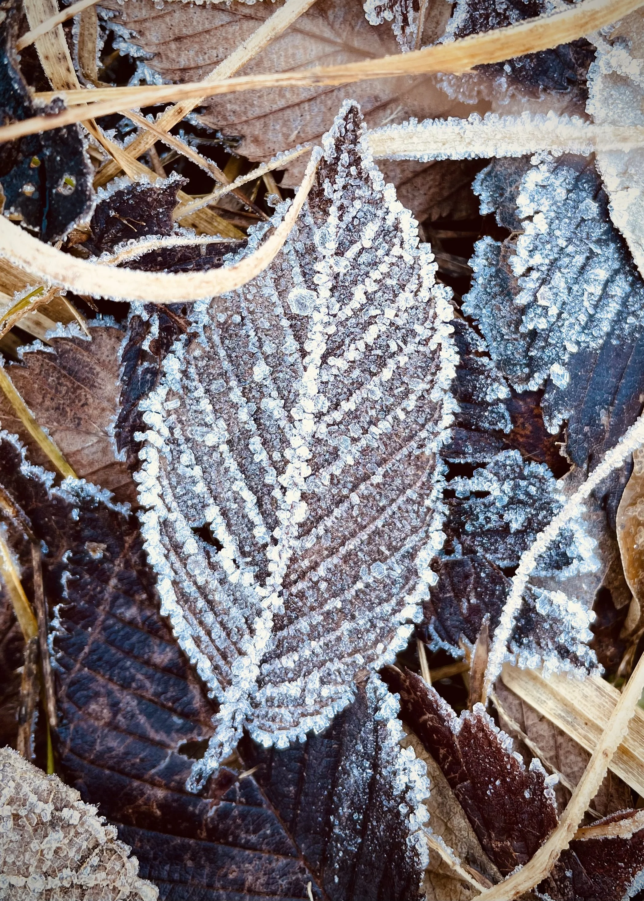 A Year End Reflection