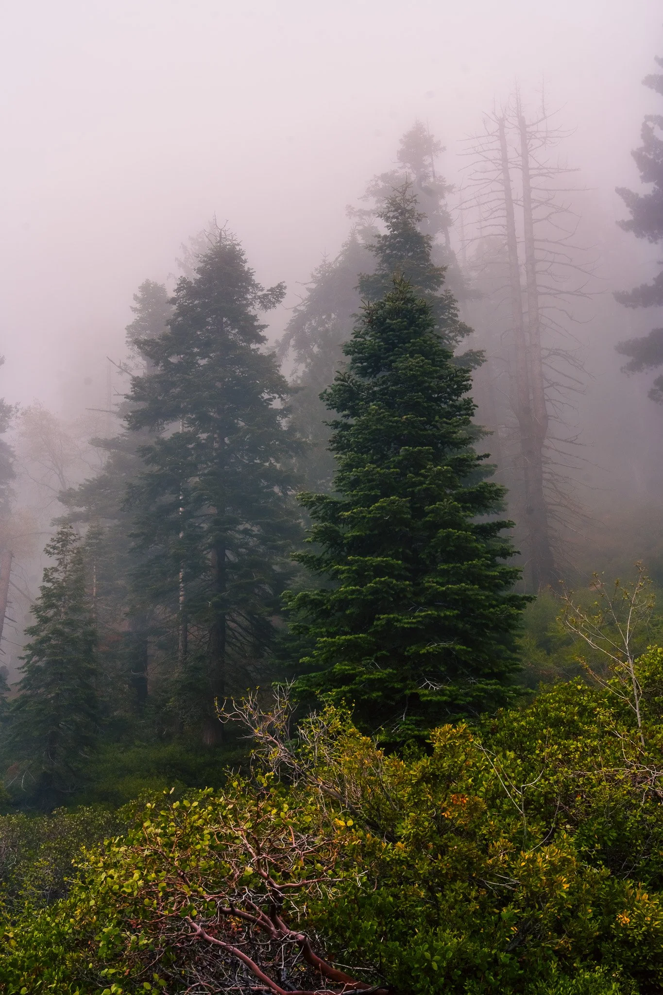 _DSC2680.jpg