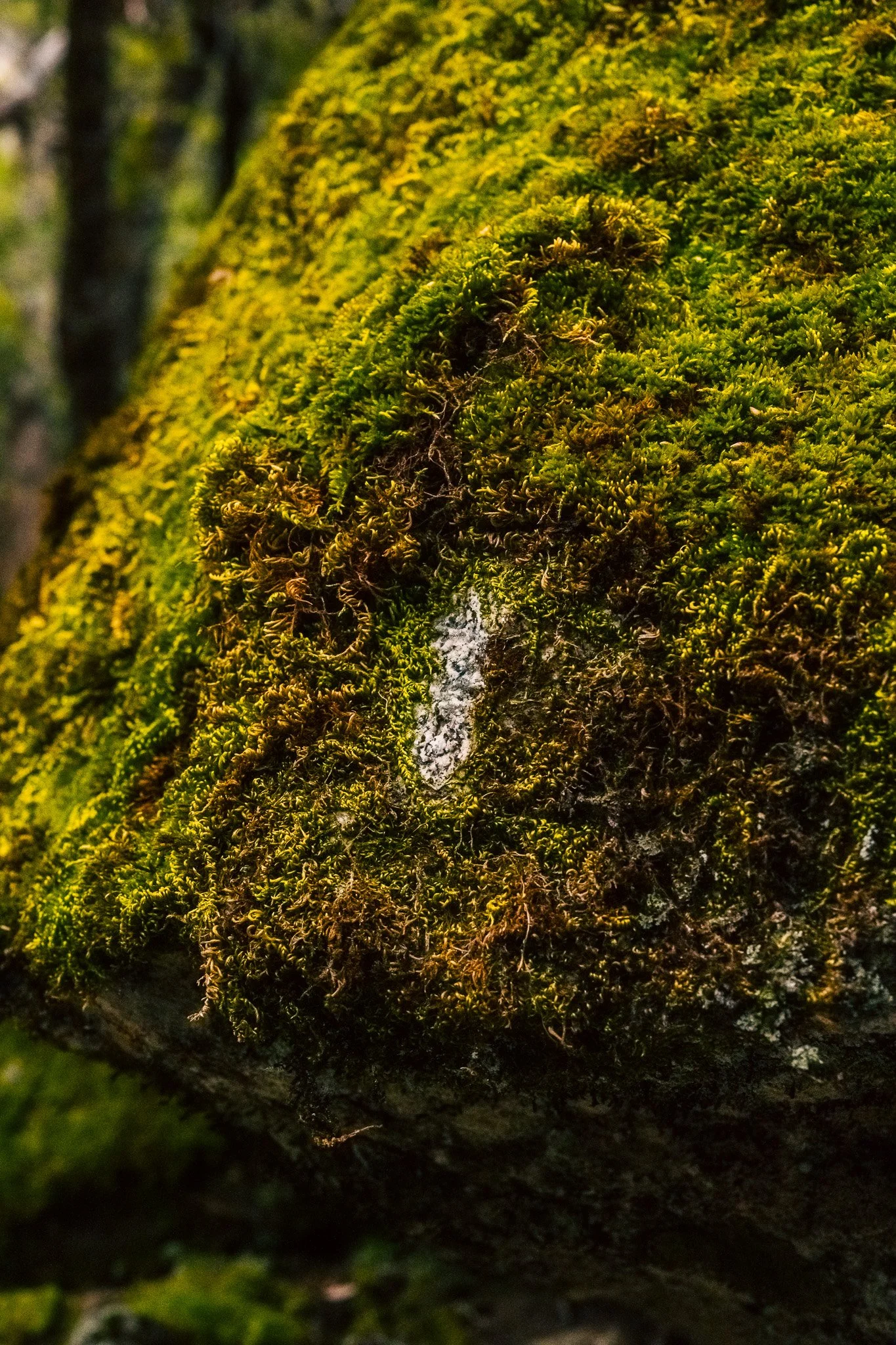 _DSC2780.jpg