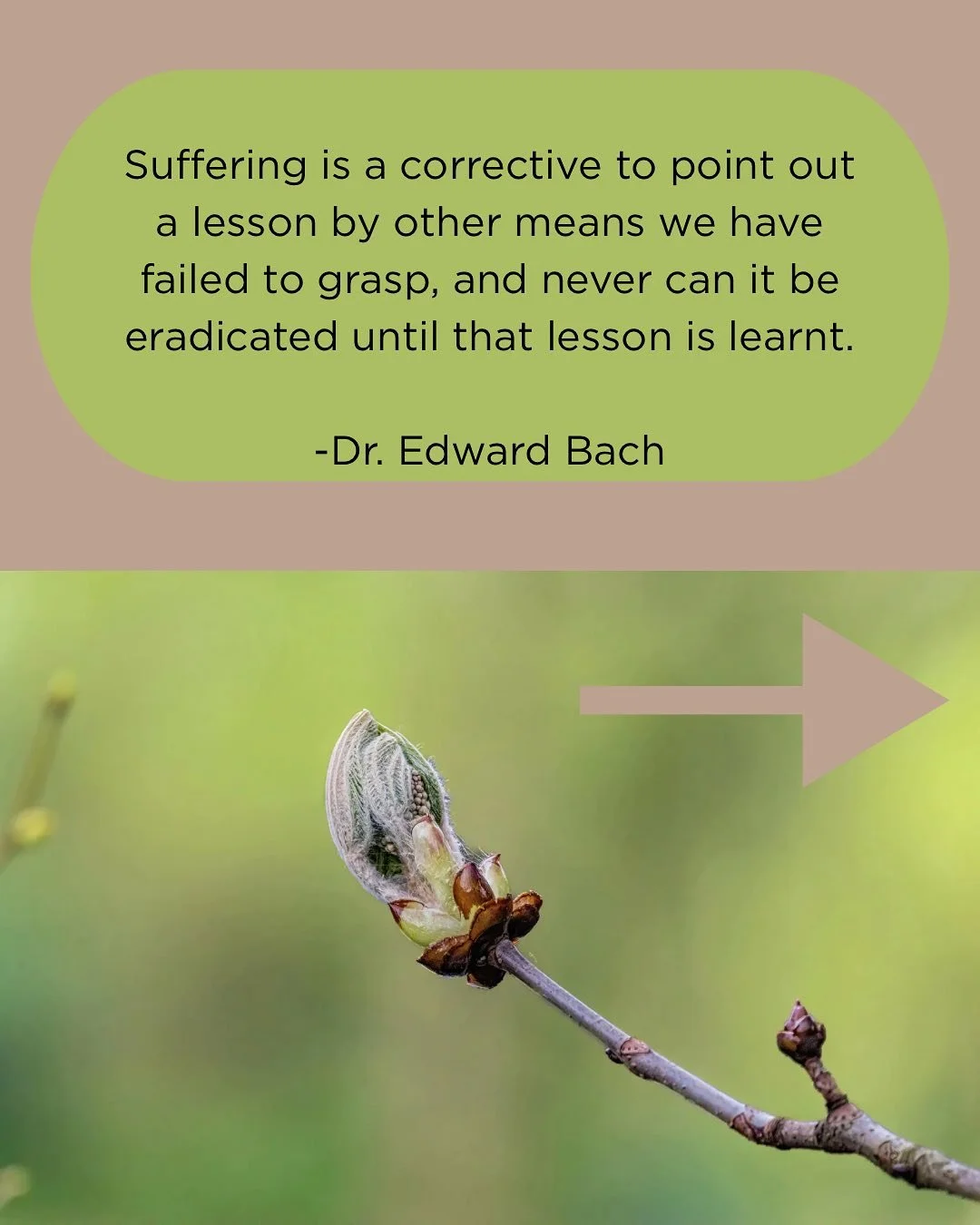 Flower Essences are a gentle way to support emotional balance and mental wellbeing. They can help shift underlying patterns, such as repeating mistakes, anxiety and lack of confidence, that contribute to emotional stress. By helping restore emotional
