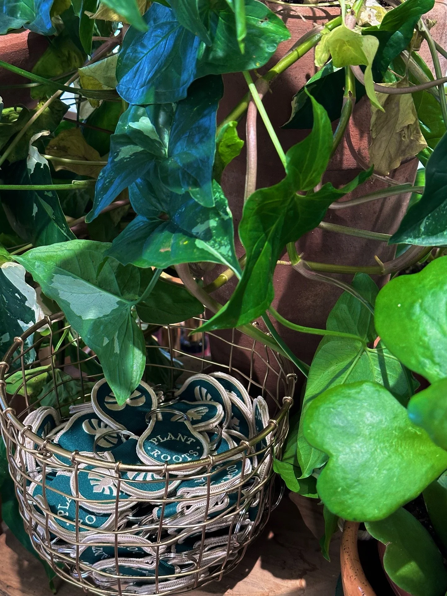 Little pops of green all around the shop💚🌿