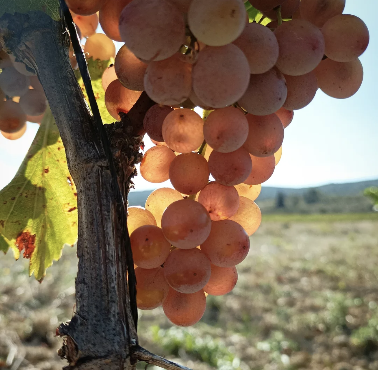 Close-up photograph of a cluster of pink grapes hanging from a vine.
