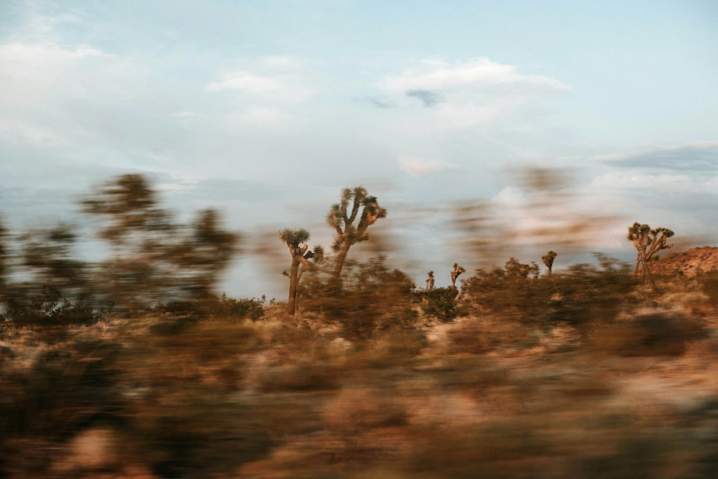Desert landscape with Joshua trees and blurred foreground vegetation under a partly cloudy sky.
