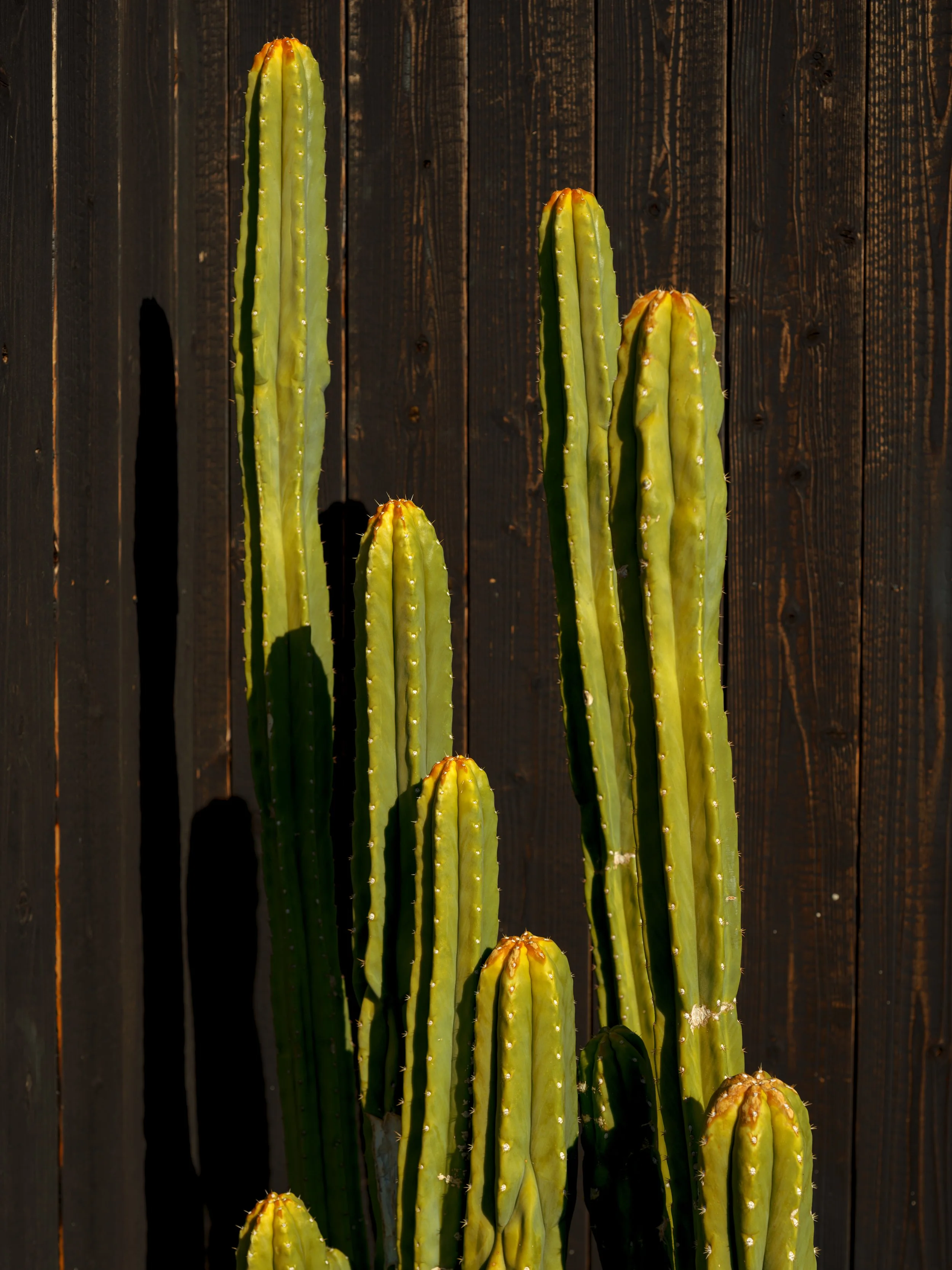 DSCF2100.JPG