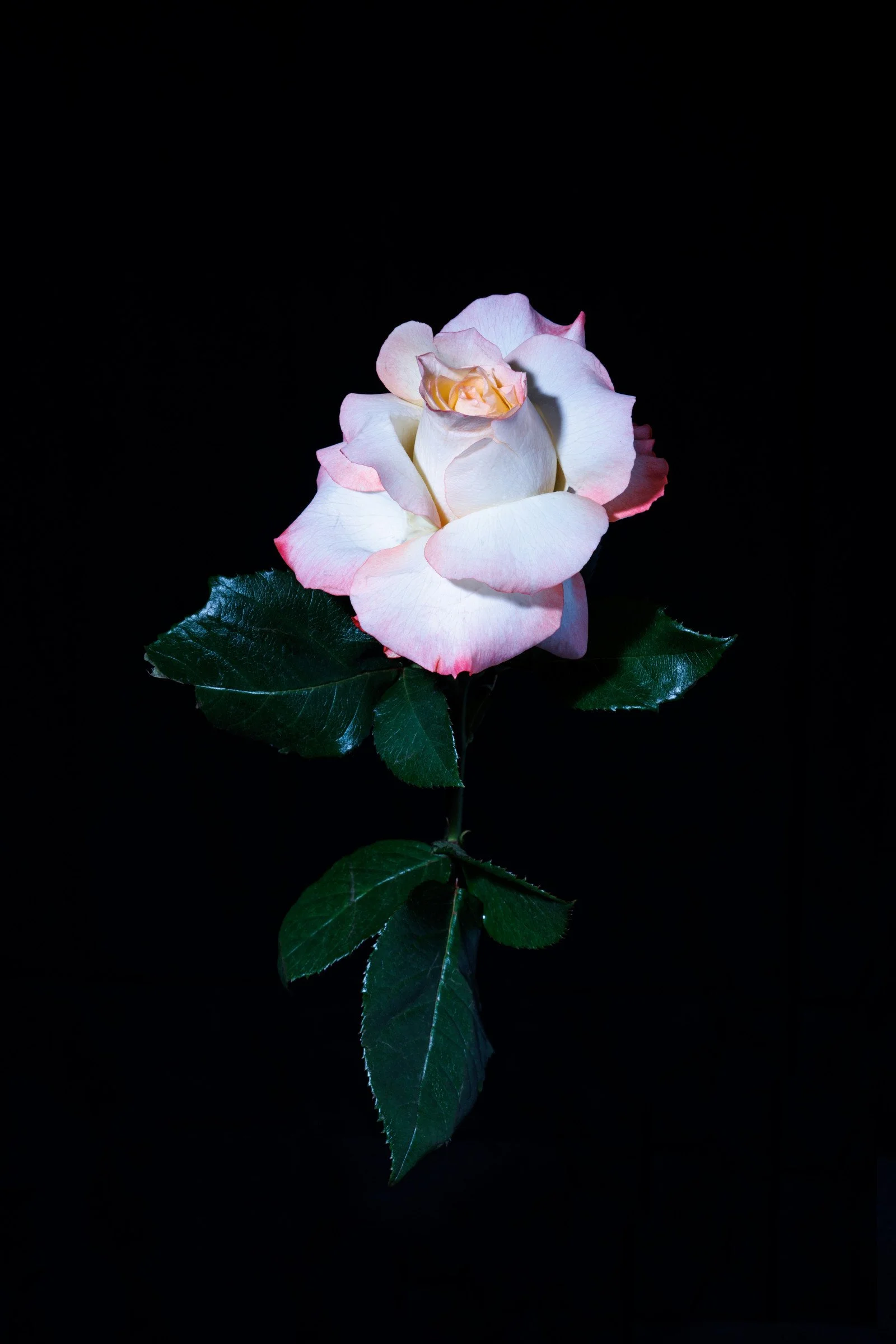 Pale pink rose illuminated against a black background