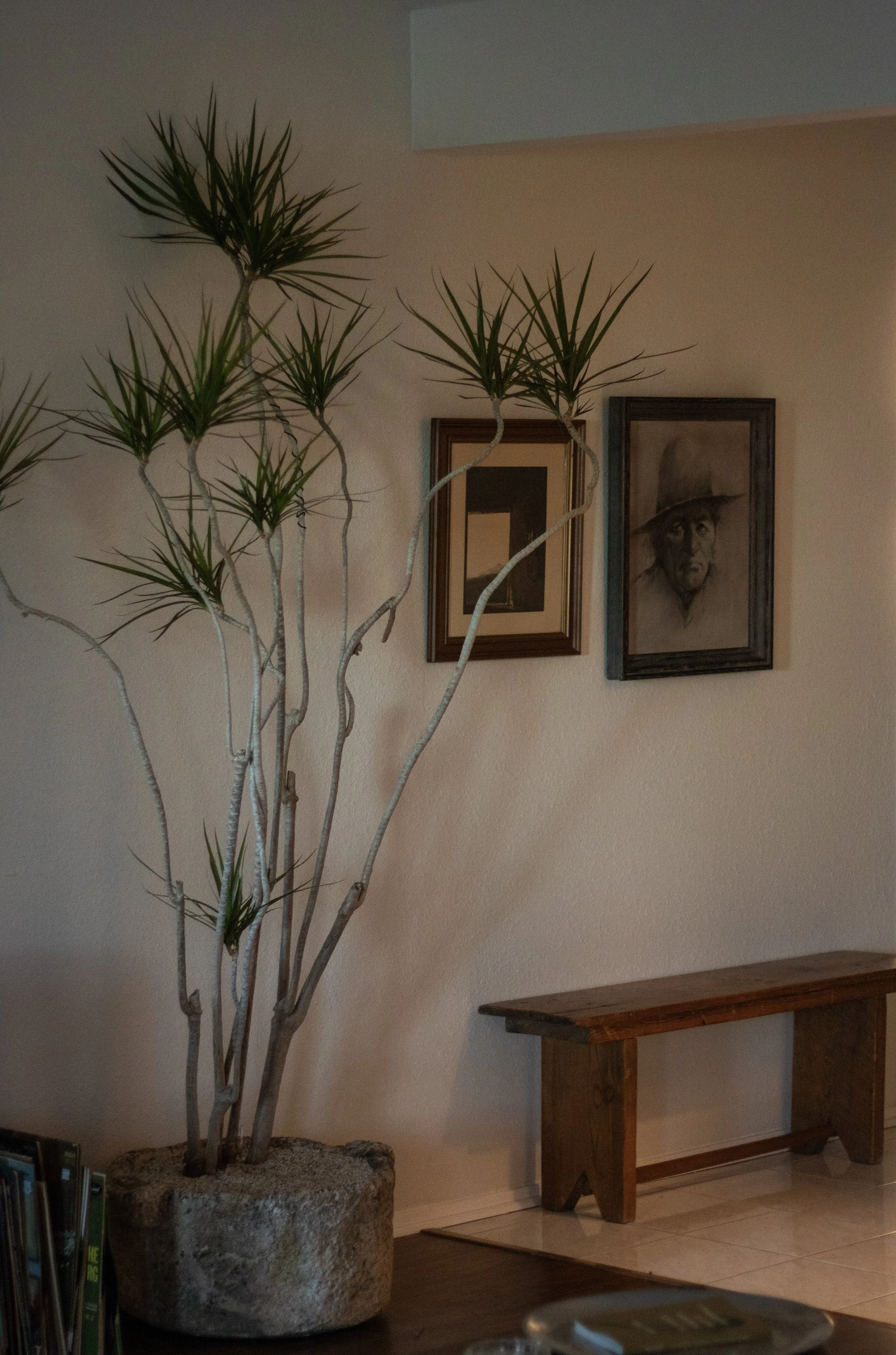 Indoor scene with a tall potted plant, wooden bench, and framed artwork on a beige wall.