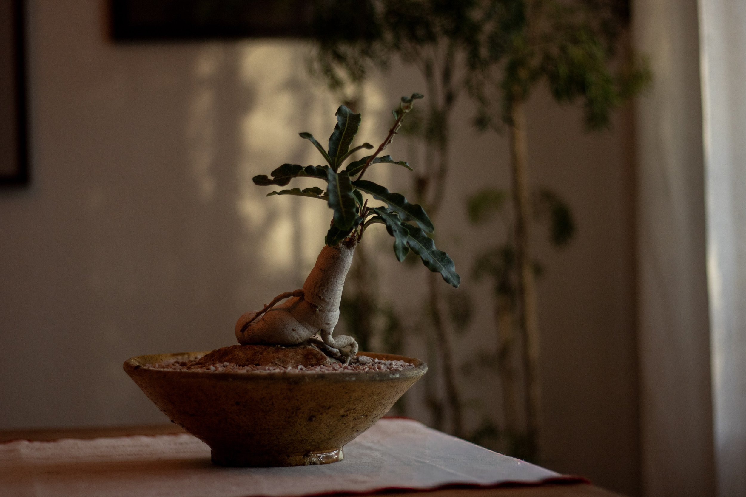 A bonsai tree with dark green leaves in a shallow ceramic pot on a wooden surface inside a room with a blurred background of plants and a window.