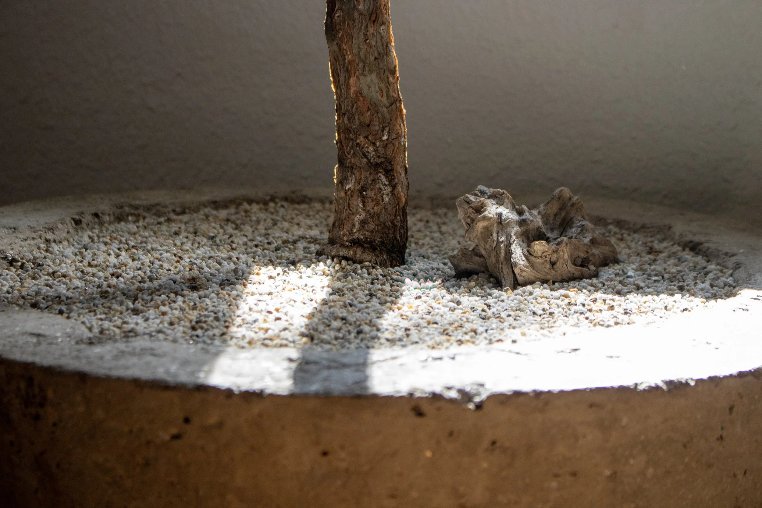 Close-up of a small, round garden bed with a textured tree trunk and a weathered driftwood piece on a gravel surface, with sunlight and shadows.