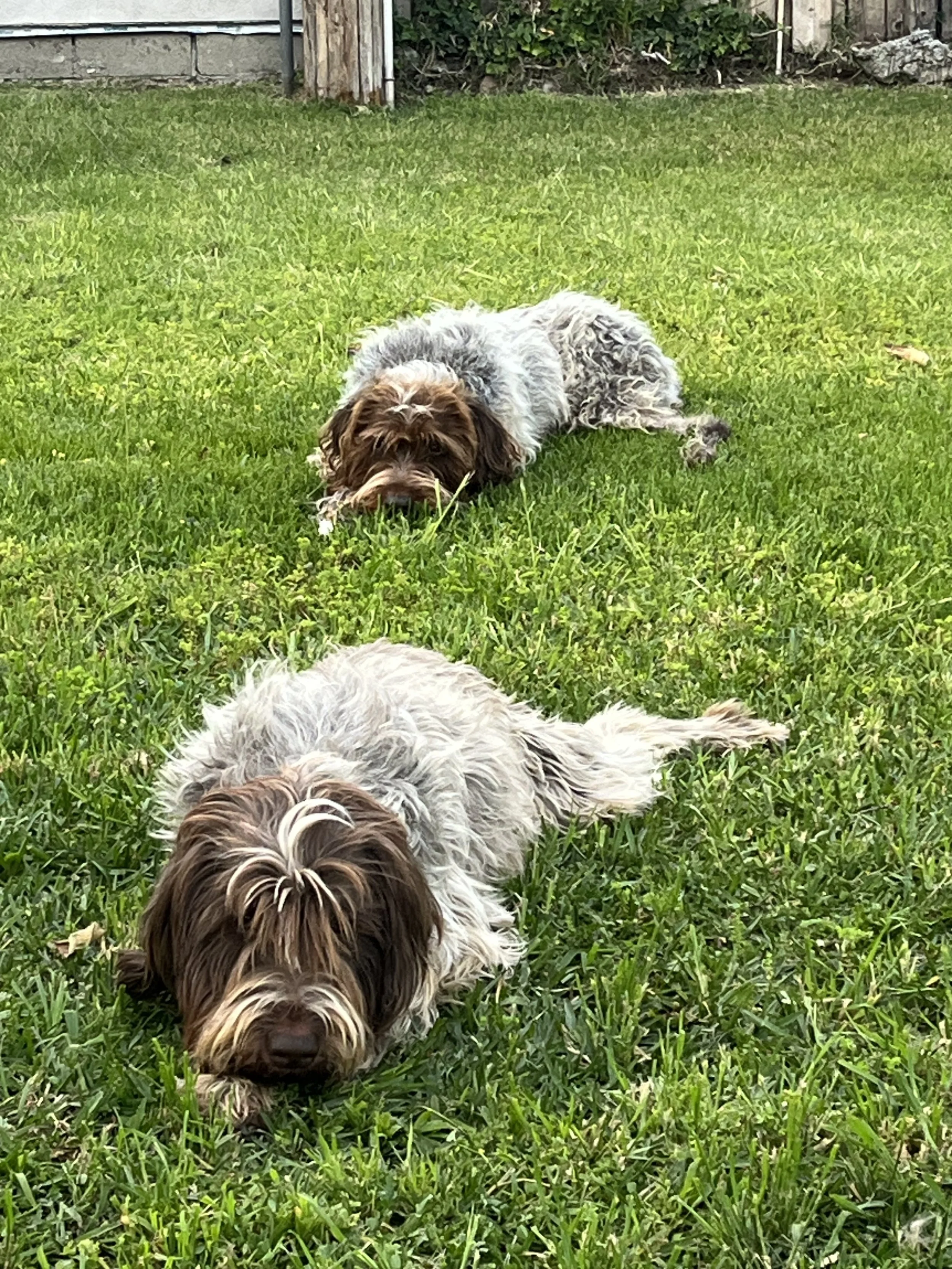 The poorly behaved dogs: Leroy (front) and Captain (rear)