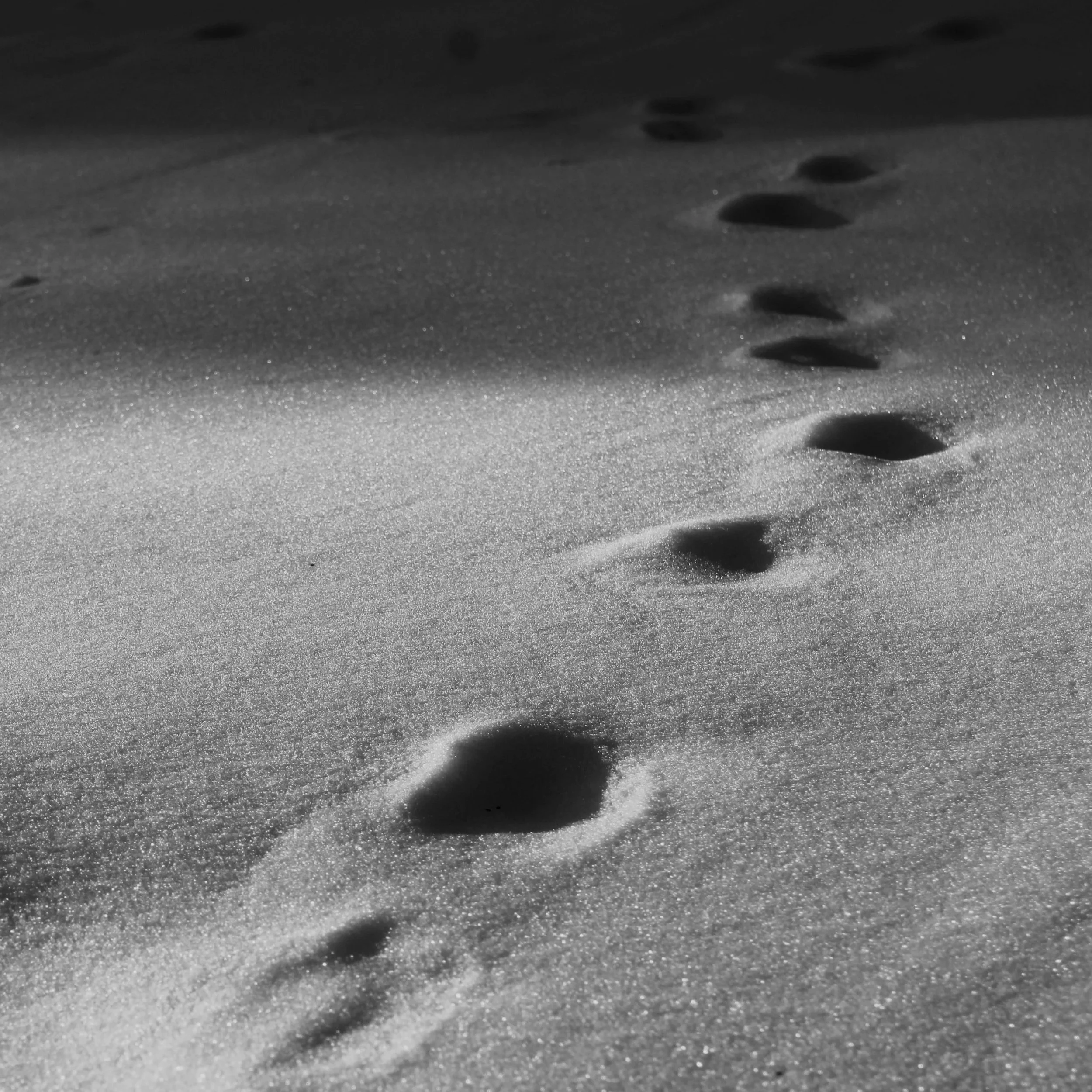 _MG_3515.jpg