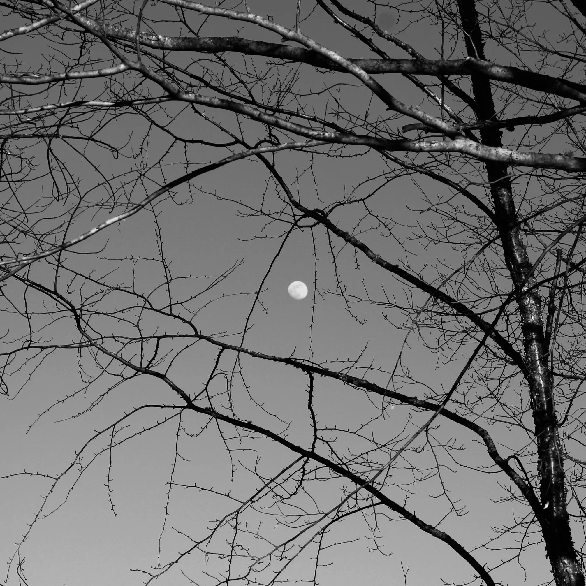 _MG_3516.jpg