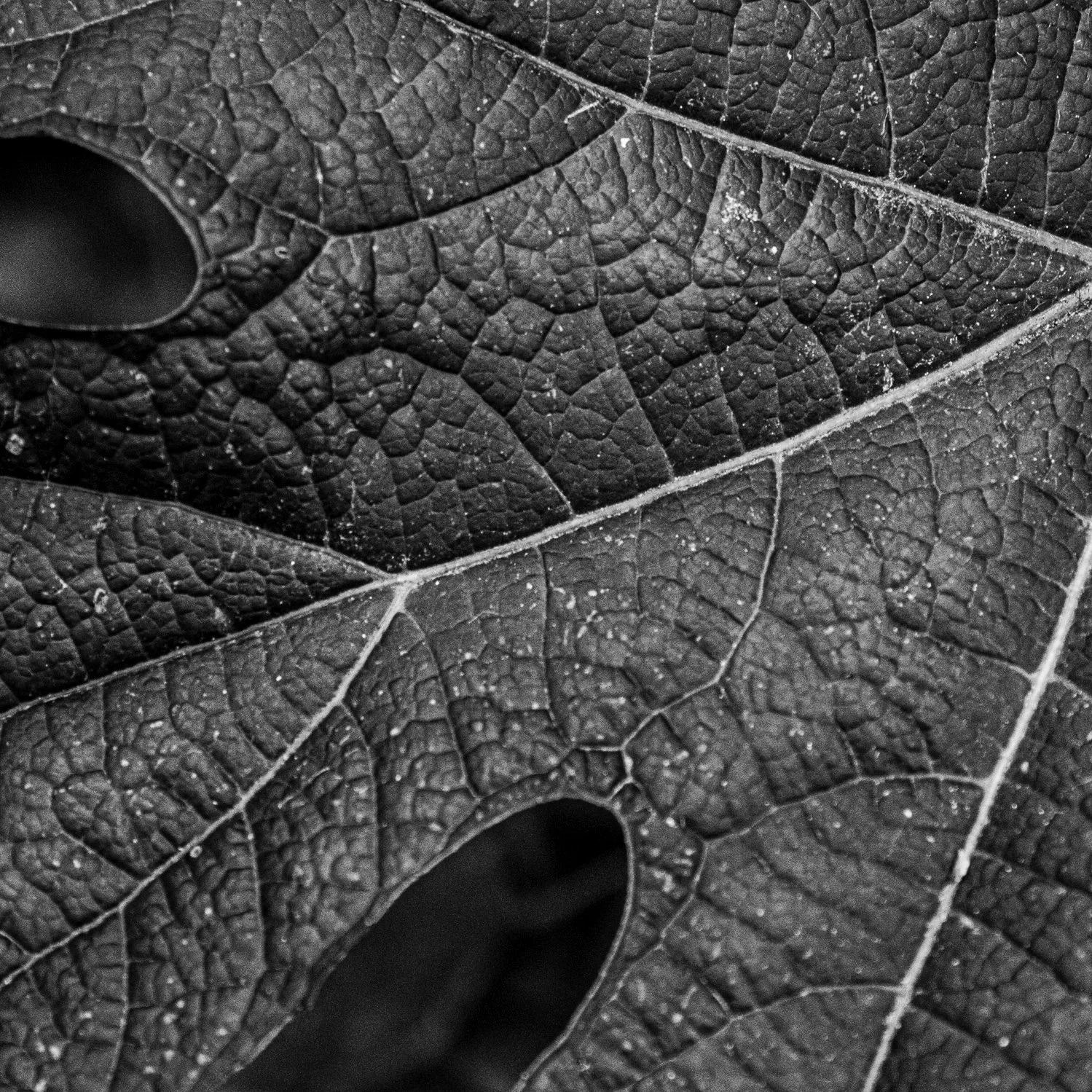 _MG_7596.jpg