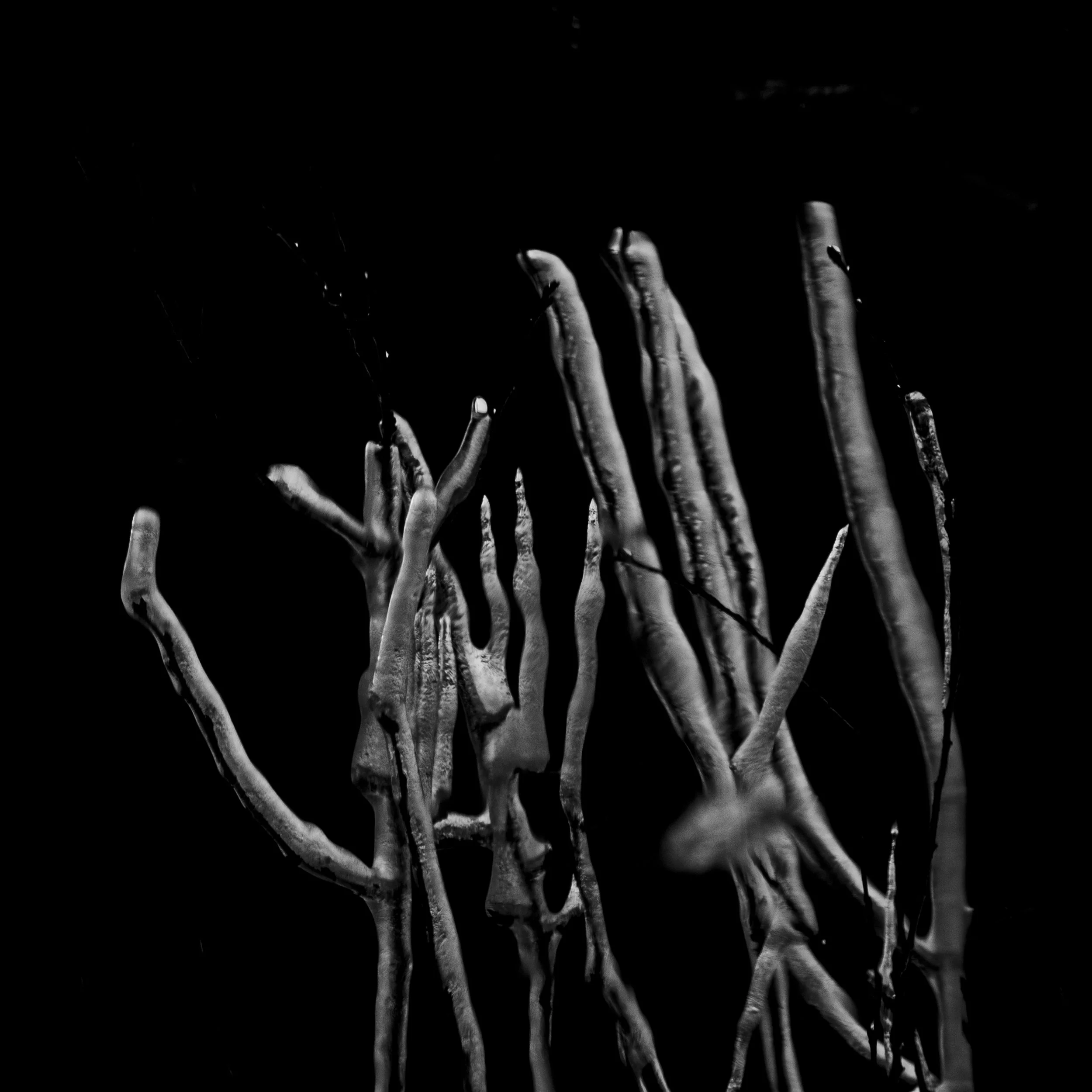 _MG_7961.jpg