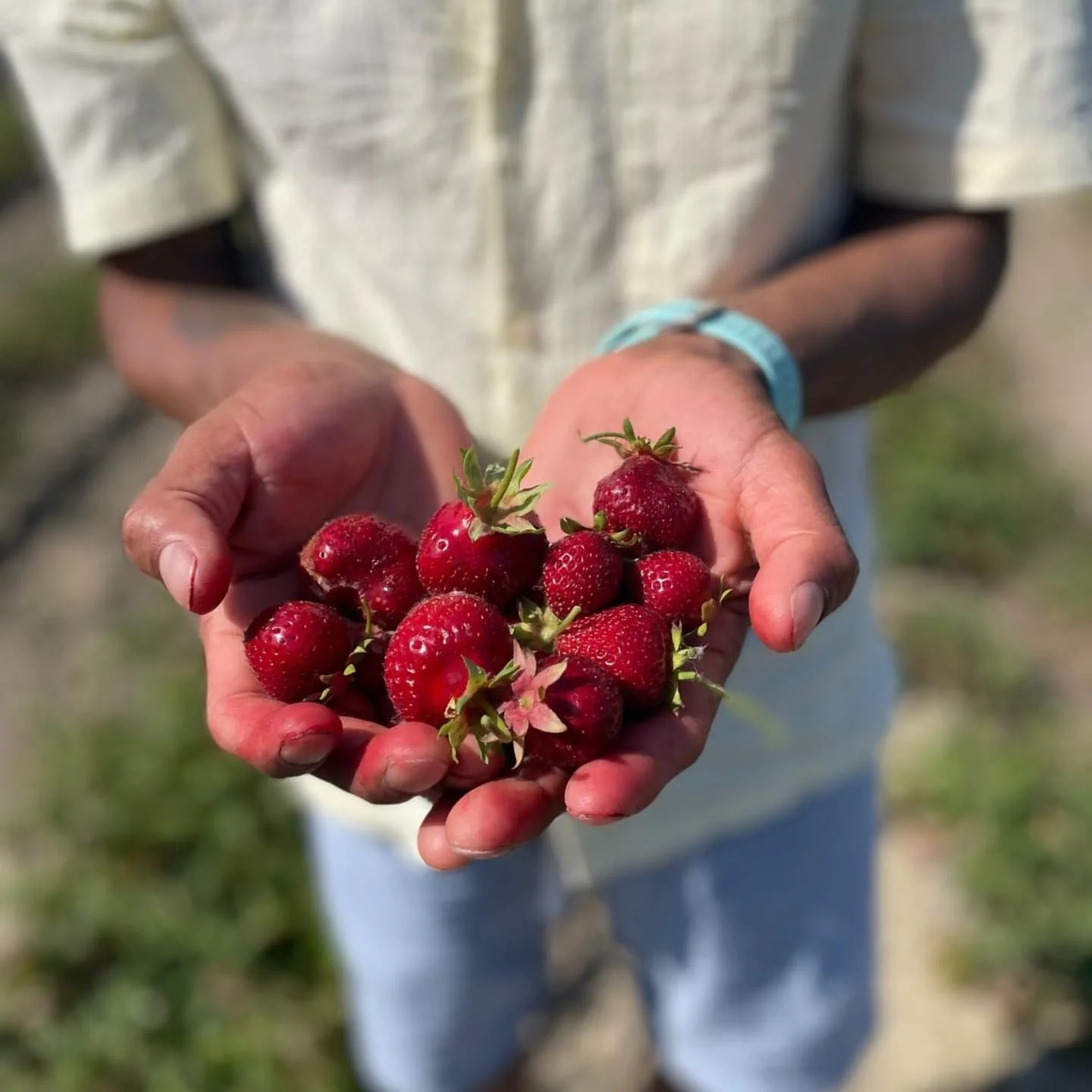 Hand-picked strawberries. Mixing strawberries - thyme - lemon. We made the PINK RUNNER.