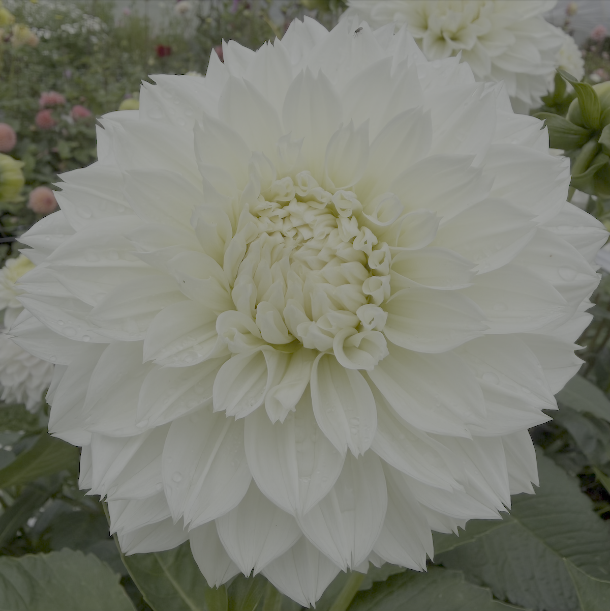 Angora.png
