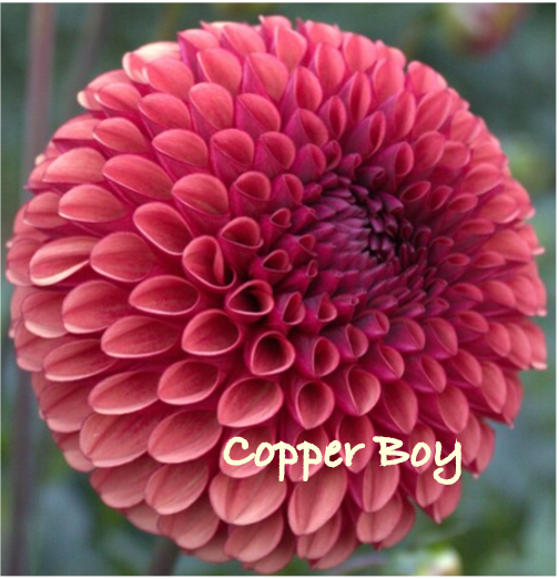 Copper Boy.png