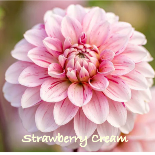 Strawberry Cream.png