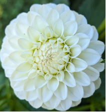 White Aster.png