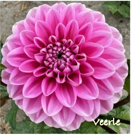 Veerle.png