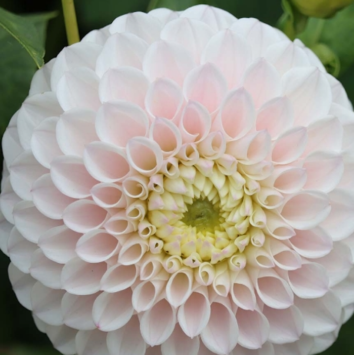 Pink Pearl