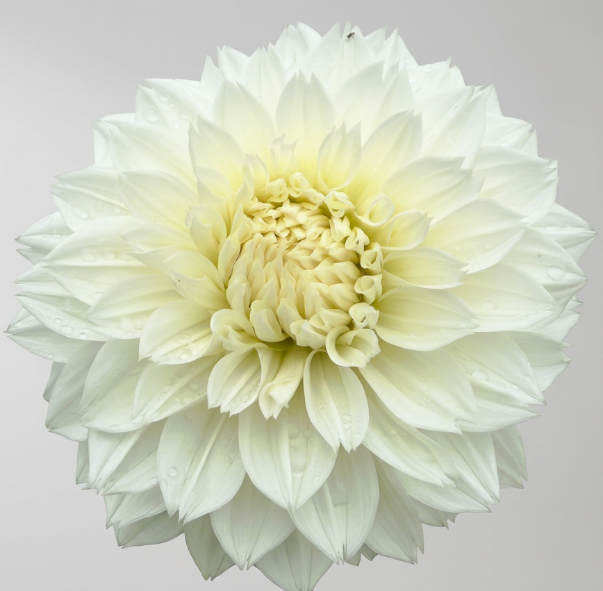Angora