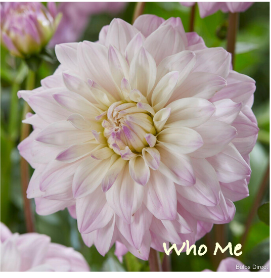 who me.png