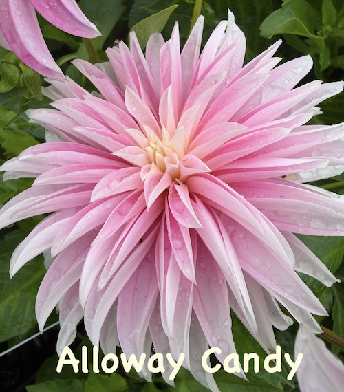 Alloway Candy.png