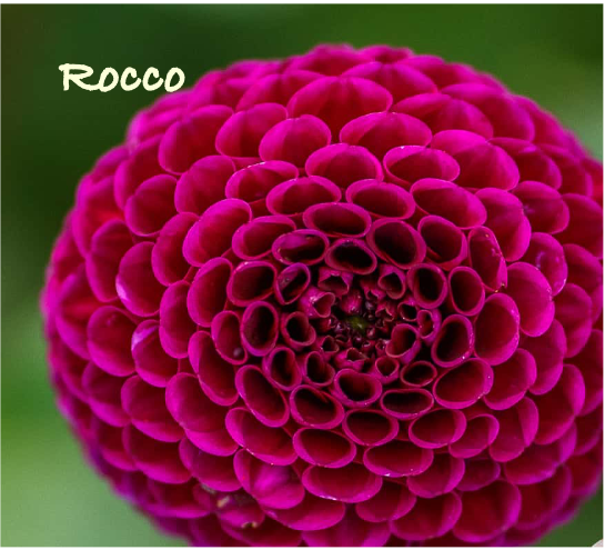 Rocco.png