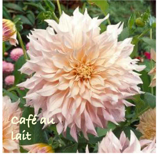 Cafe au lait.png
