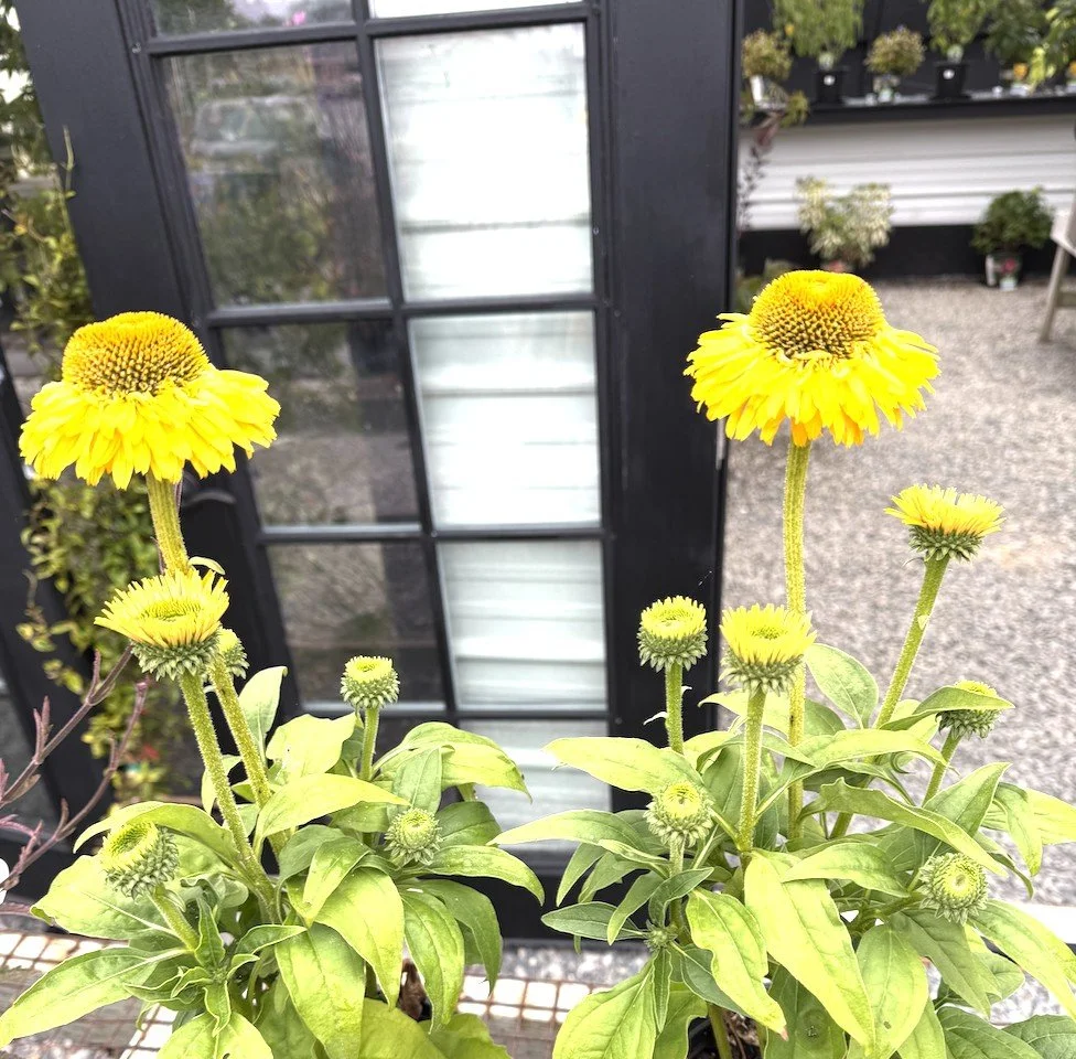 Echinacea.jpg