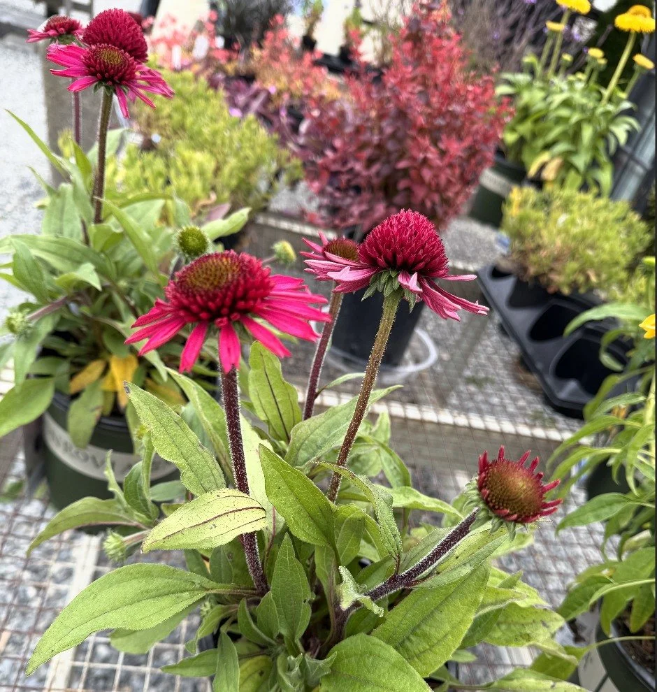 Echinacea_2.jpg