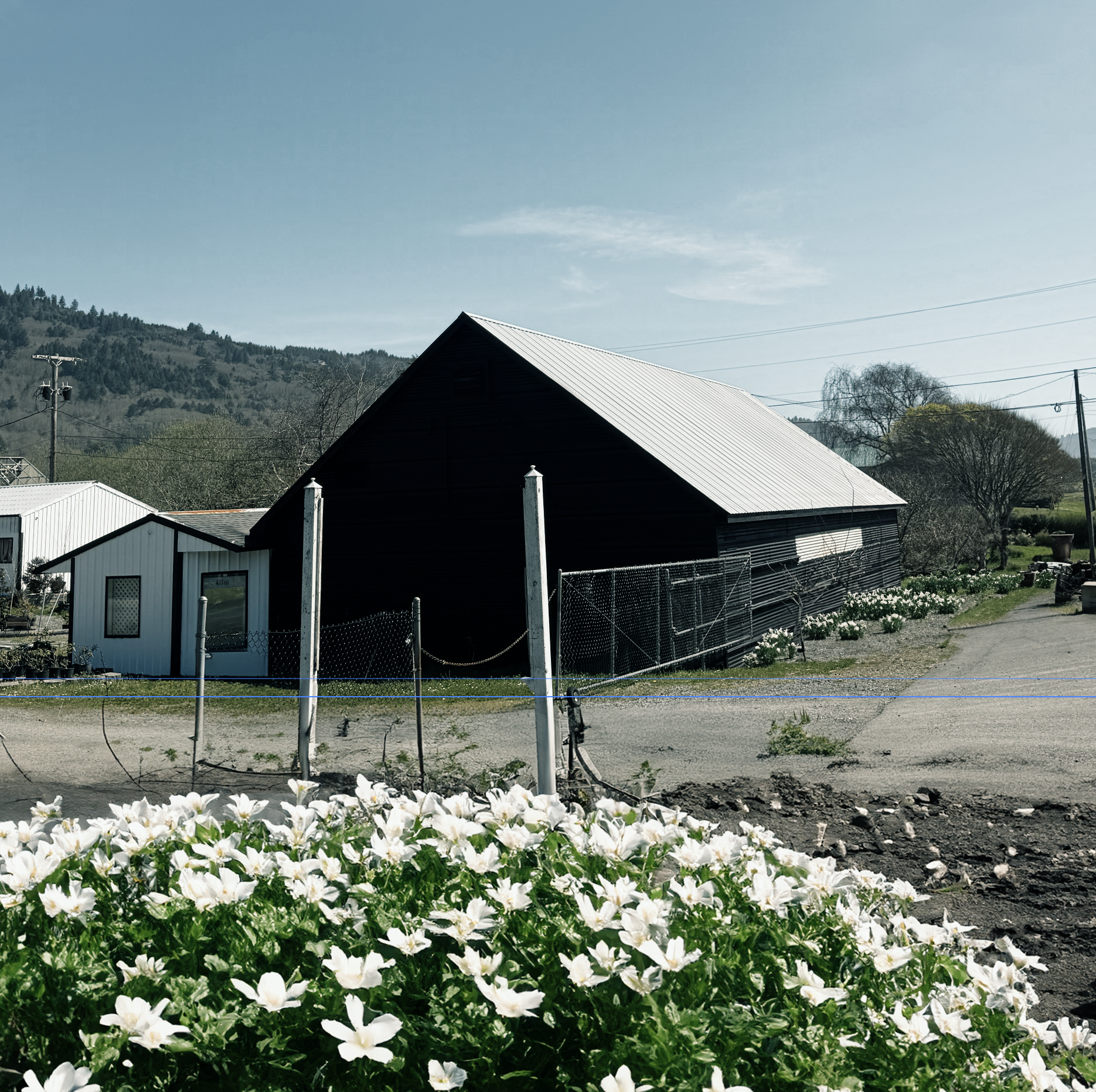 A rural scene with a large black barn, surrounded by white flowering plants and a chain-link fence under a clear blue sky, with hills in the background.