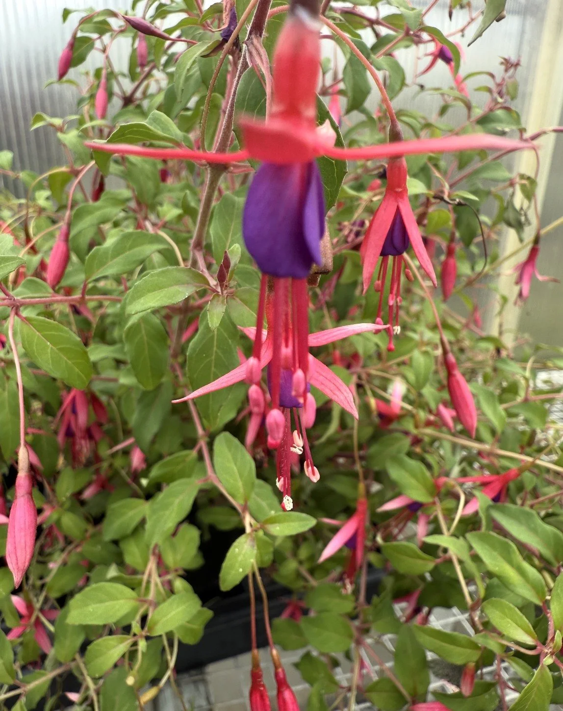 fushia.jpg