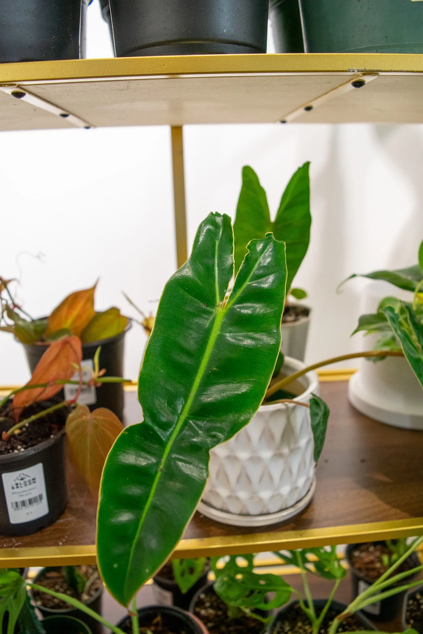 Philodendron Billietiae