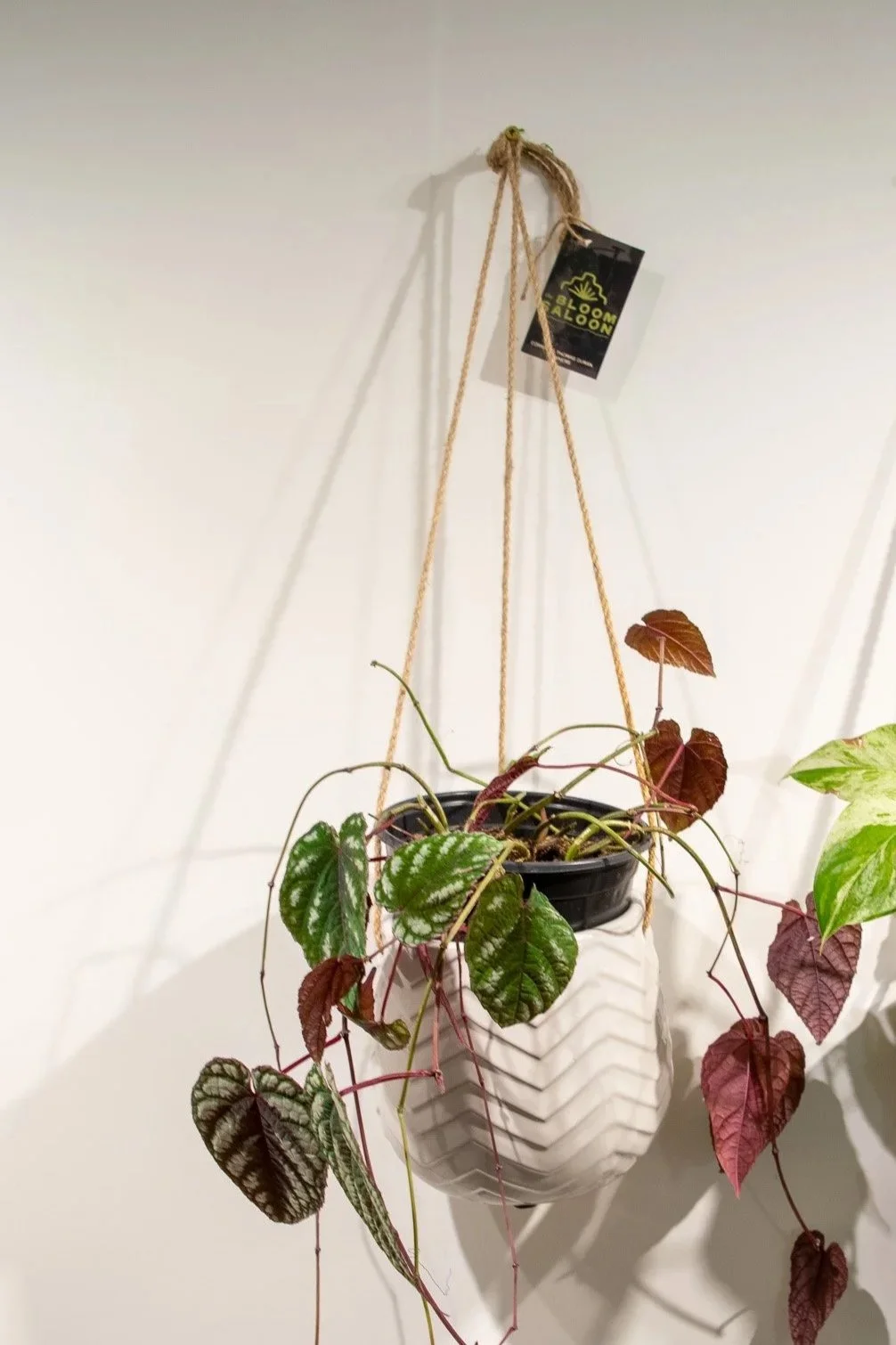 Ceramic Hanging Plant Pots