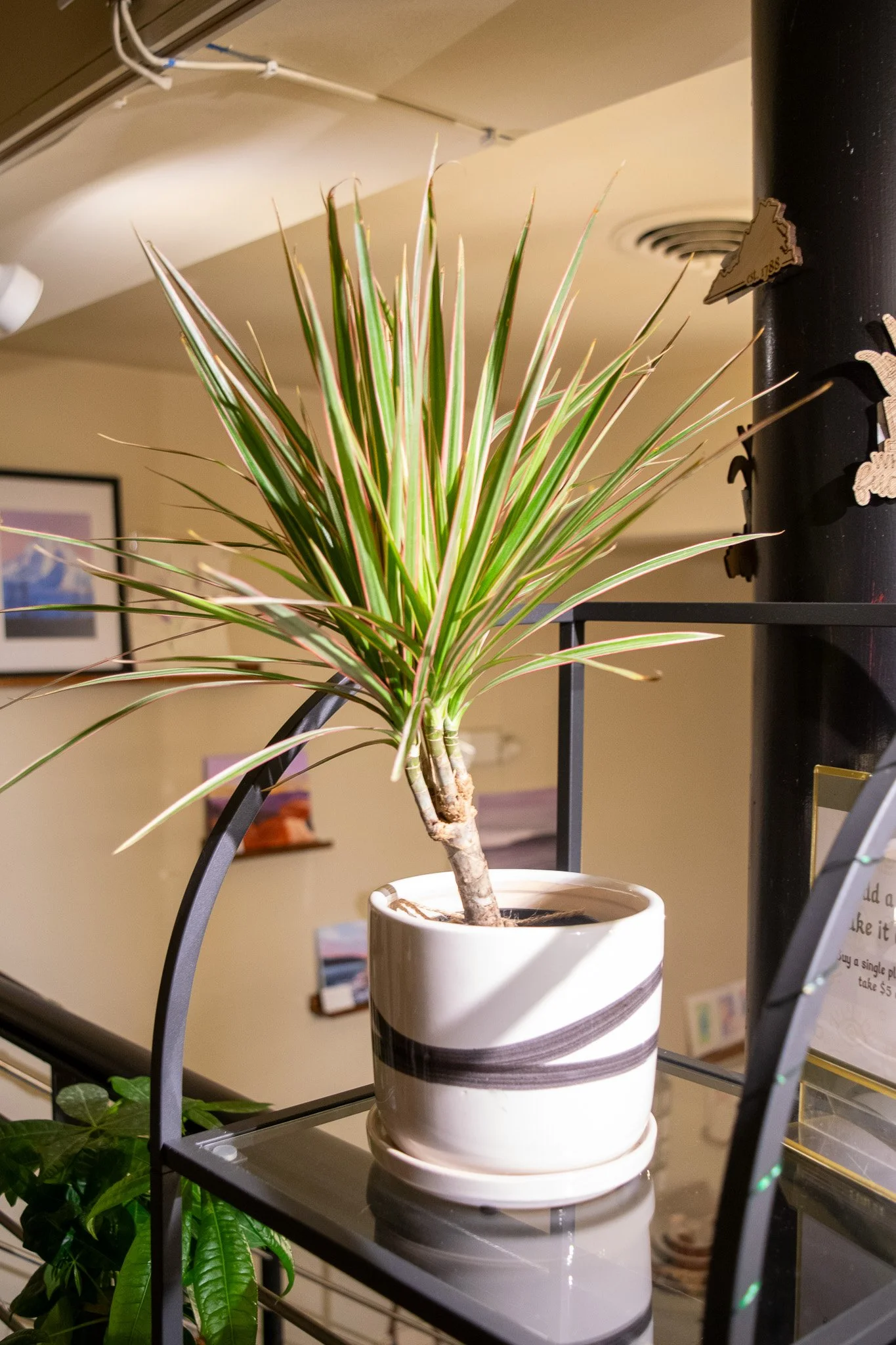 Ceramic Black Streak Plant Pot