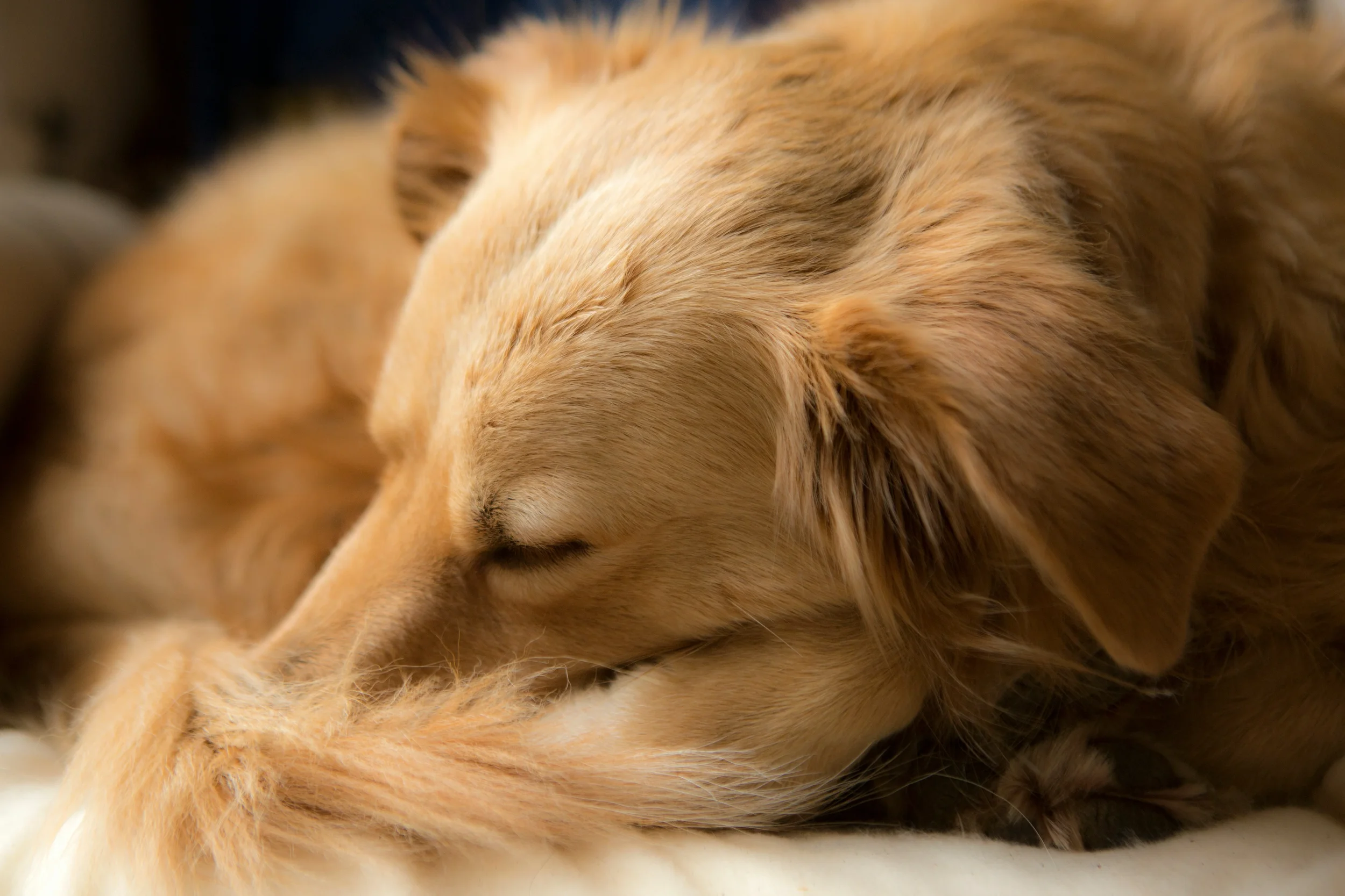 Close-up of a golden retriever dog sleeping peacefully with its head resting on its paw.