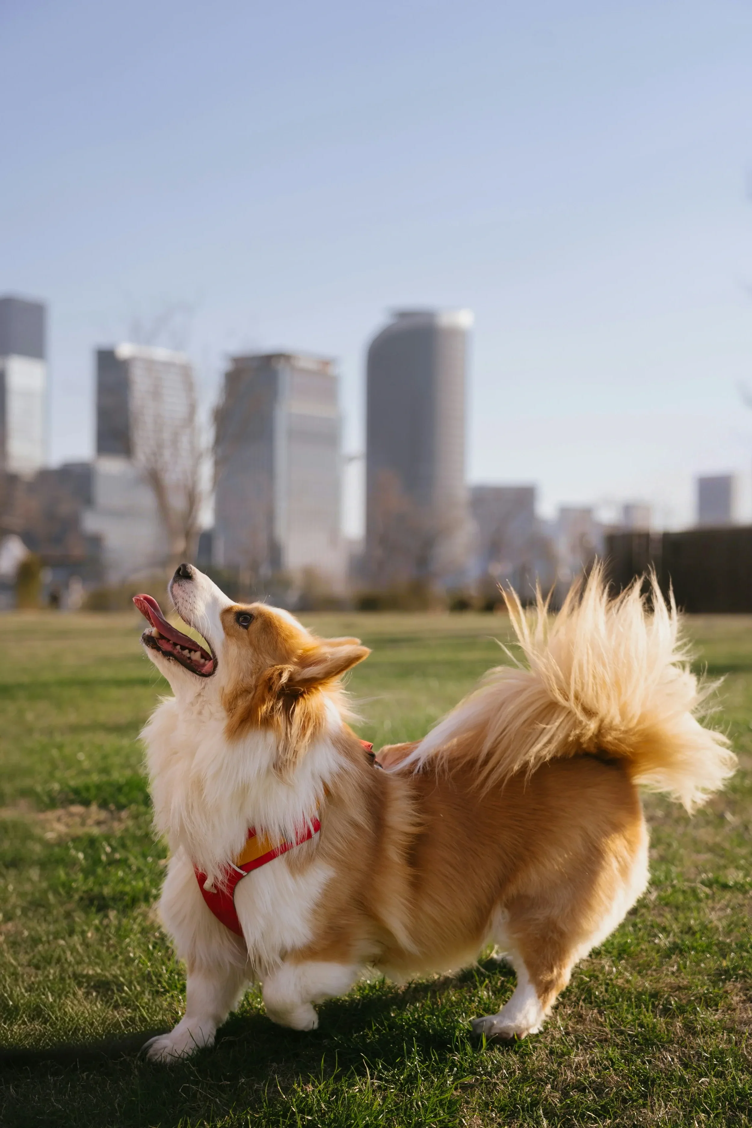 A happy, fluffy Corgi dog with a red harness, standing on grass in a park with a city skyline in the background.