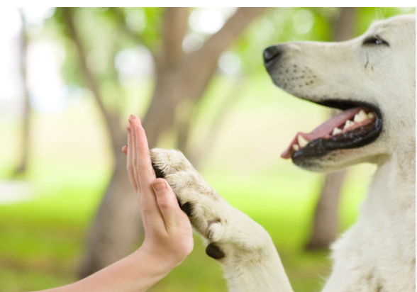 When Traditional Reactivity Training Makes Things Worse: Understanding the Real Root Cause