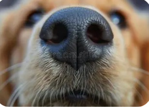 Dogs Don’t Tell Time. They Smell It.