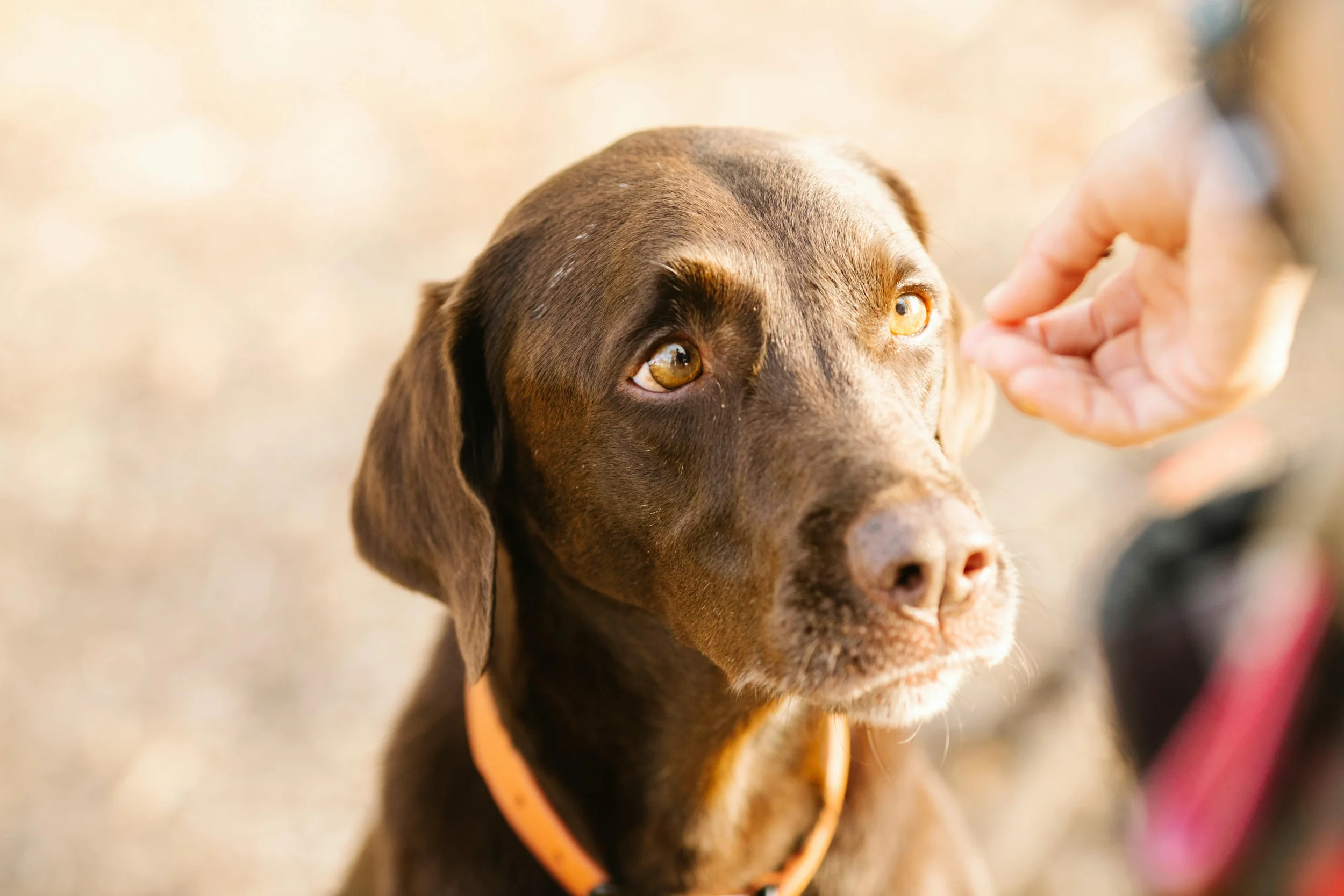 A brown dog with amber eyes and a pink collar being gently petted on the face by a person's hand.