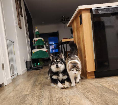 catanddog.png