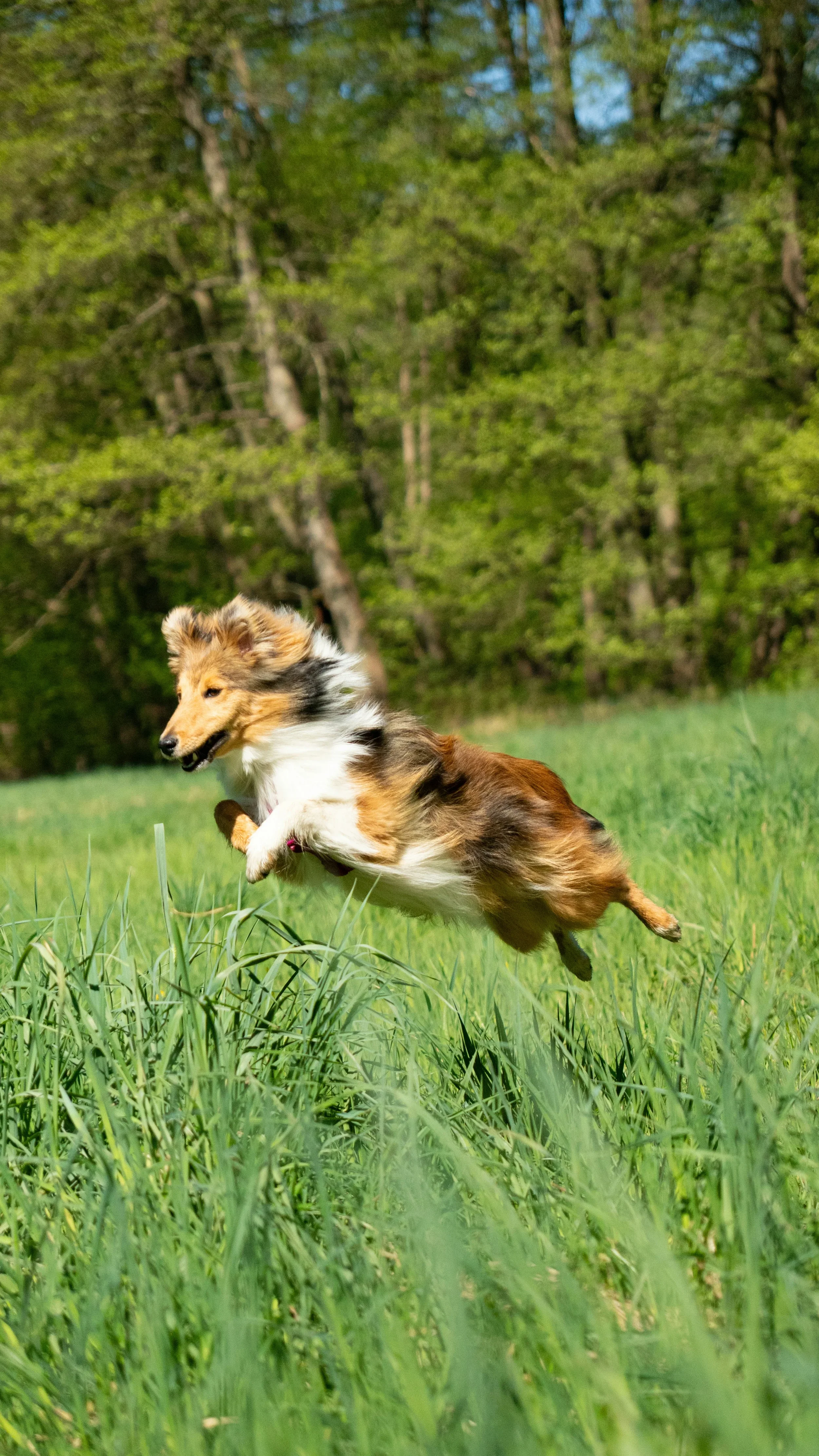 A Shetland Sheepdog jumping in a lush green field with trees in the background.