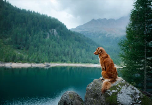 dog looking over water